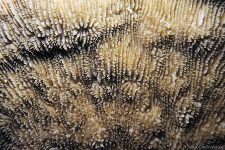 CotW: Podabacia sinai