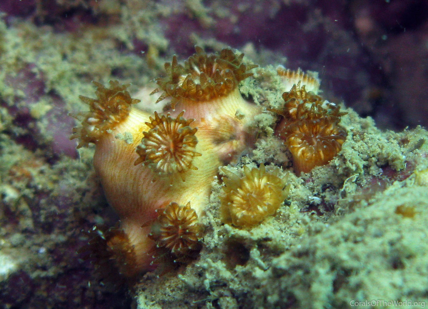 Polycyathus chaishanensis