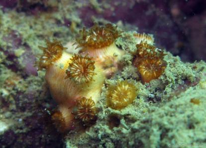 CotW preview: Polycyathus chaishanensis