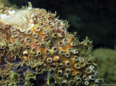 CotW: Polycyathus chaishanensis