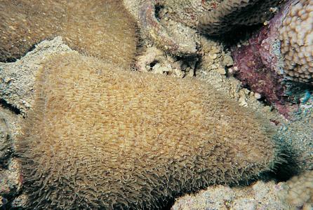 CotW: Polyphyllia novaehiberniae