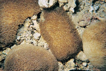 CotW: Polyphyllia novaehiberniae