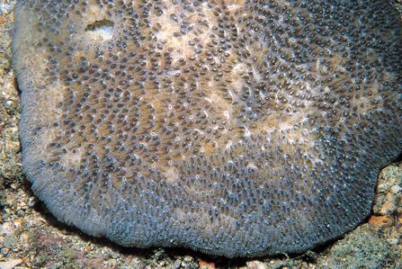 CotW: Polyphyllia novaehiberniae