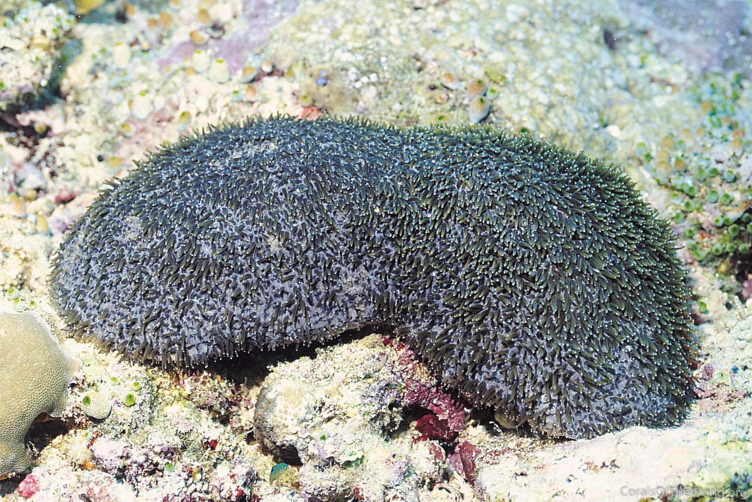 Polyphyllia talpina