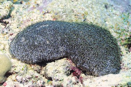 CotW preview: Polyphyllia talpina