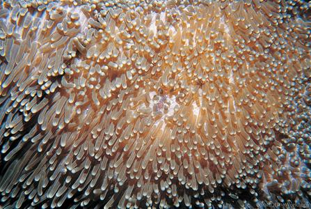 CotW preview: Polyphyllia talpina