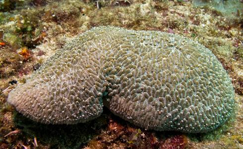 CotW: Polyphyllia talpina