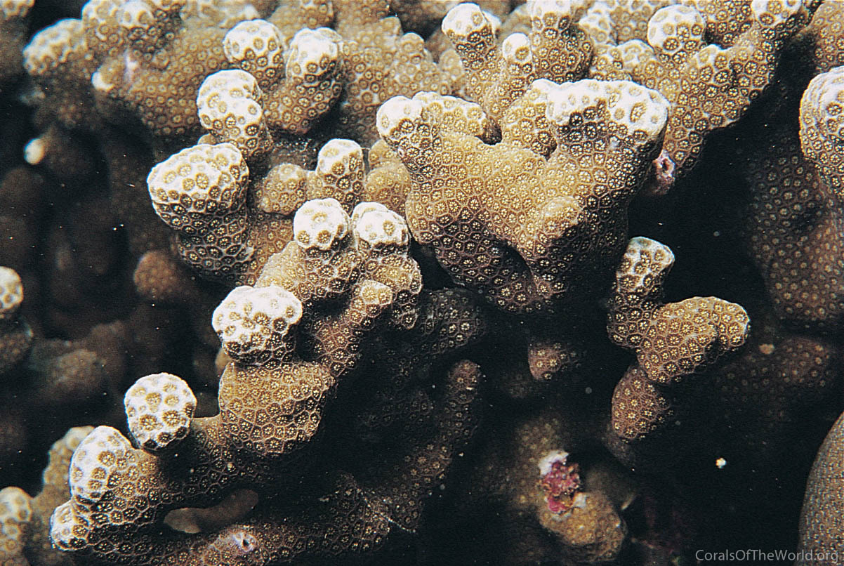 Image from Corals of the World: Porites annae