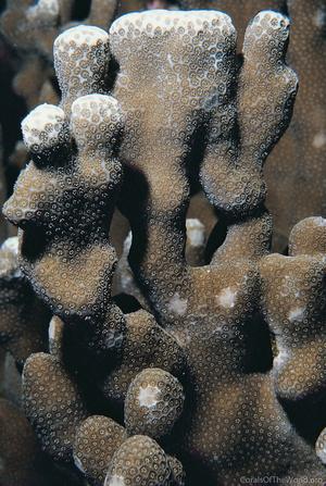CotW: Porites annae
