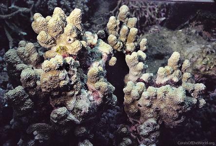 CotW: Porites annae