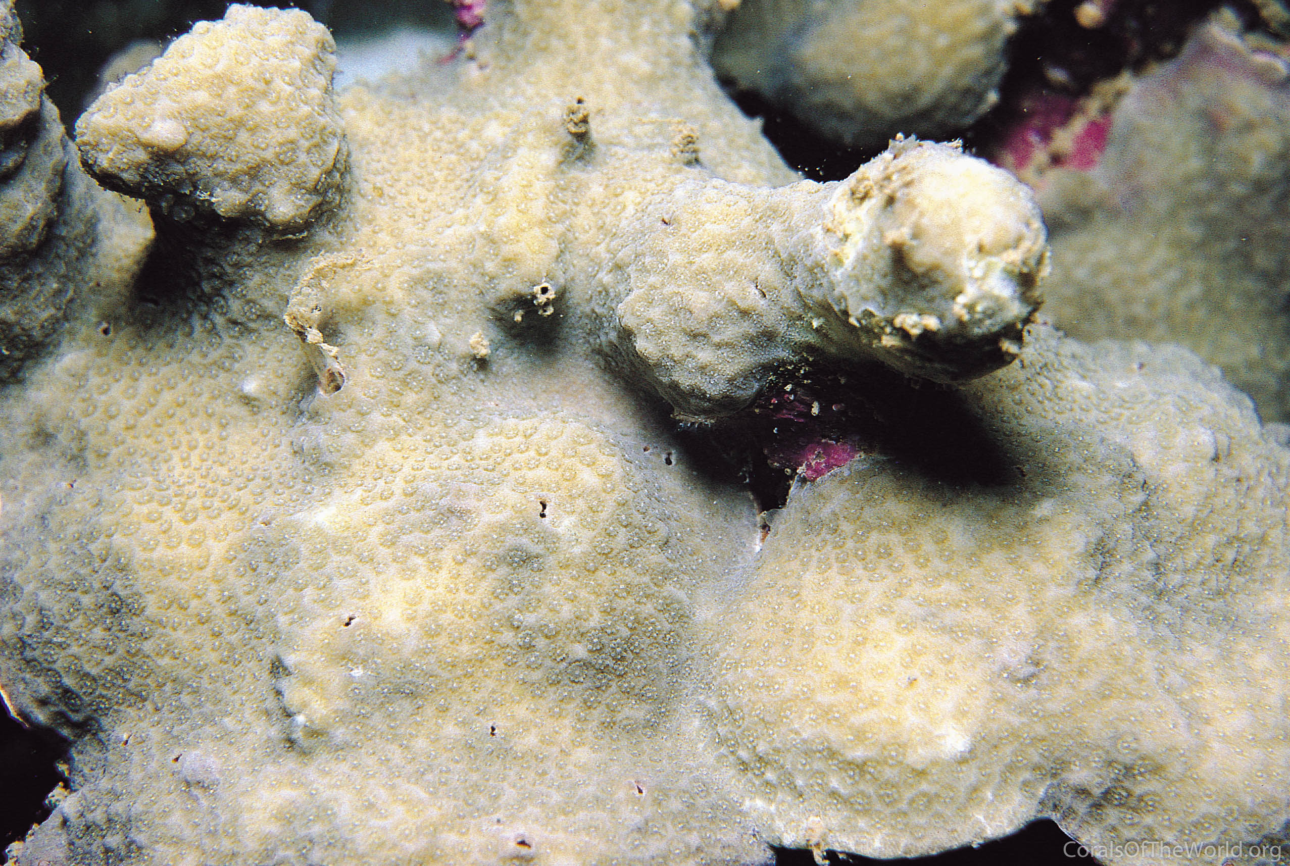 Porites aranetai