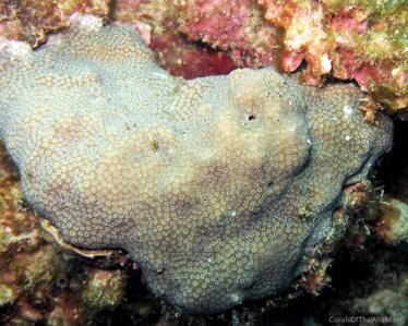CotW preview: Porites aranetai