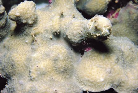 CotW: Porites aranetai