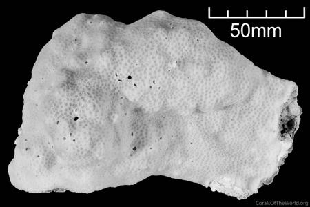 CotW: Porites aranetai