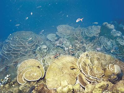 CotW preview: Porites arnaudi
