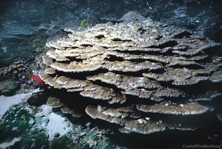 CotW: Porites arnaudi