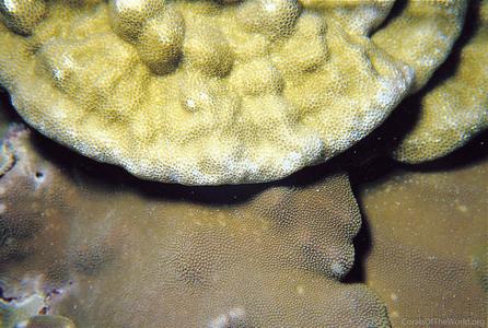 CotW: Porites arnaudi