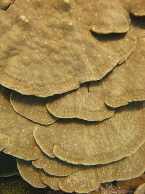 CotW: Porites arnaudi