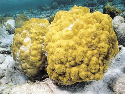CotW preview: Porites astreoides