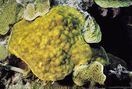 CotW: Porites astreoides