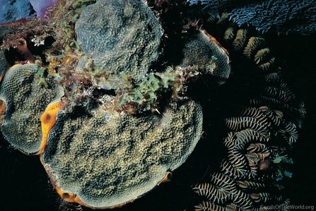 CotW: Porites astreoides