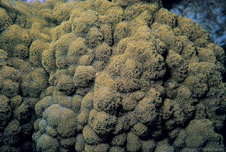 CotW: Porites astreoides