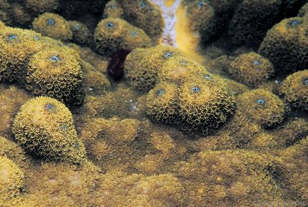CotW: Porites astreoides
