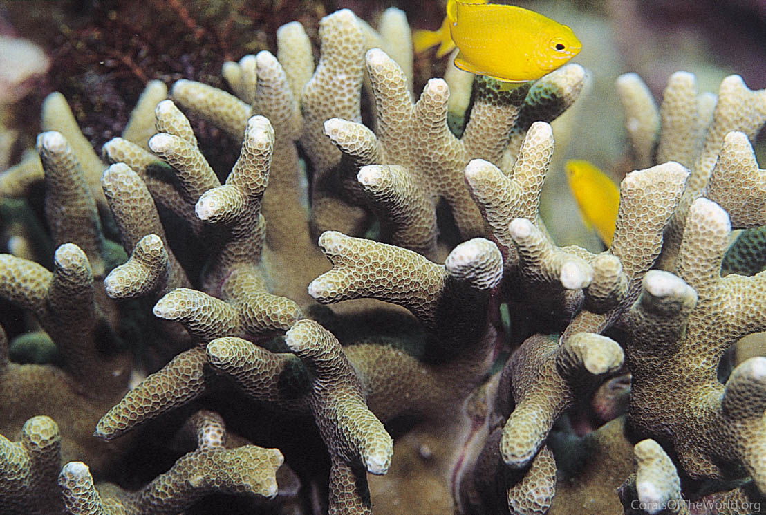 Image from Corals of the World: Porites attenuata