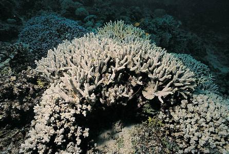 CotW: Porites attenuata
