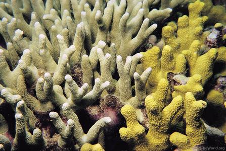 CotW: Porites attenuata