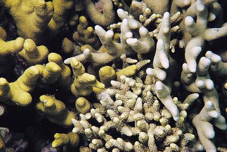 CotW: Porites attenuata