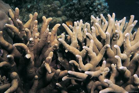 CotW: Porites attenuata