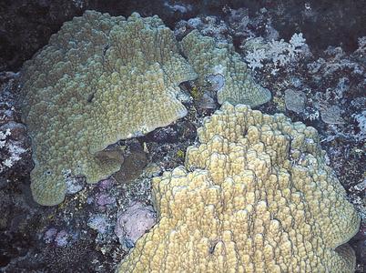 CotW preview: Porites australiensis