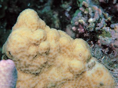CotW: Porites australiensis