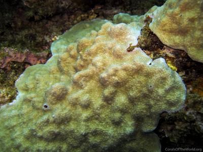 CotW: Porites australiensis