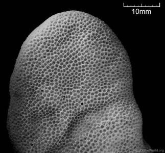 CotW: Porites australiensis