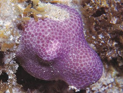 CotW preview: Porites branneri
