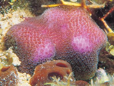 CotW preview: Porites branneri