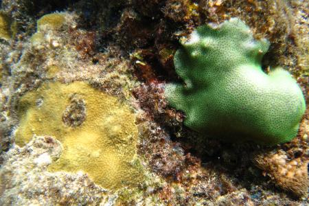 CotW: Porites branneri