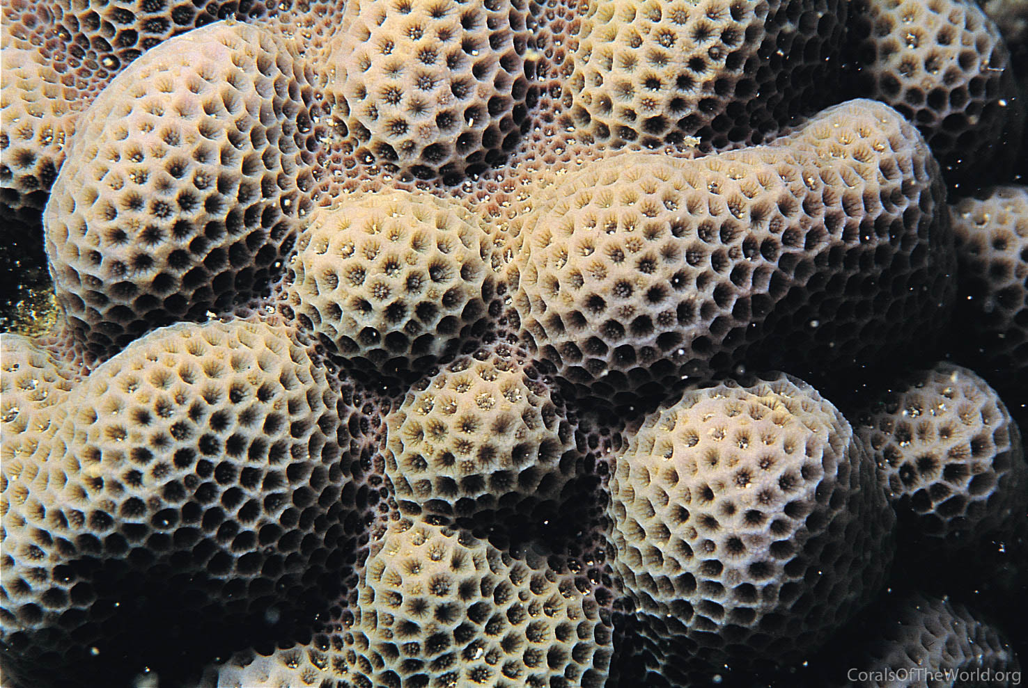 Image from Corals of the World: Porites brighami