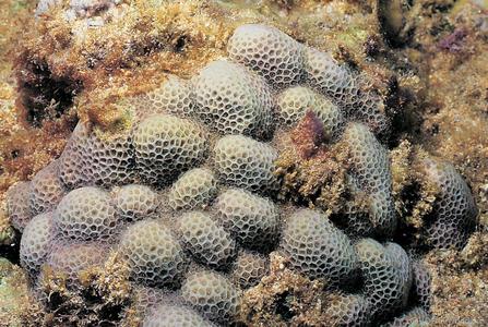 CotW: Porites brighami