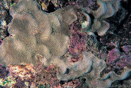 CotW: Porites brighami