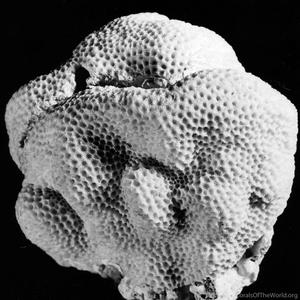 CotW: Porites brighami