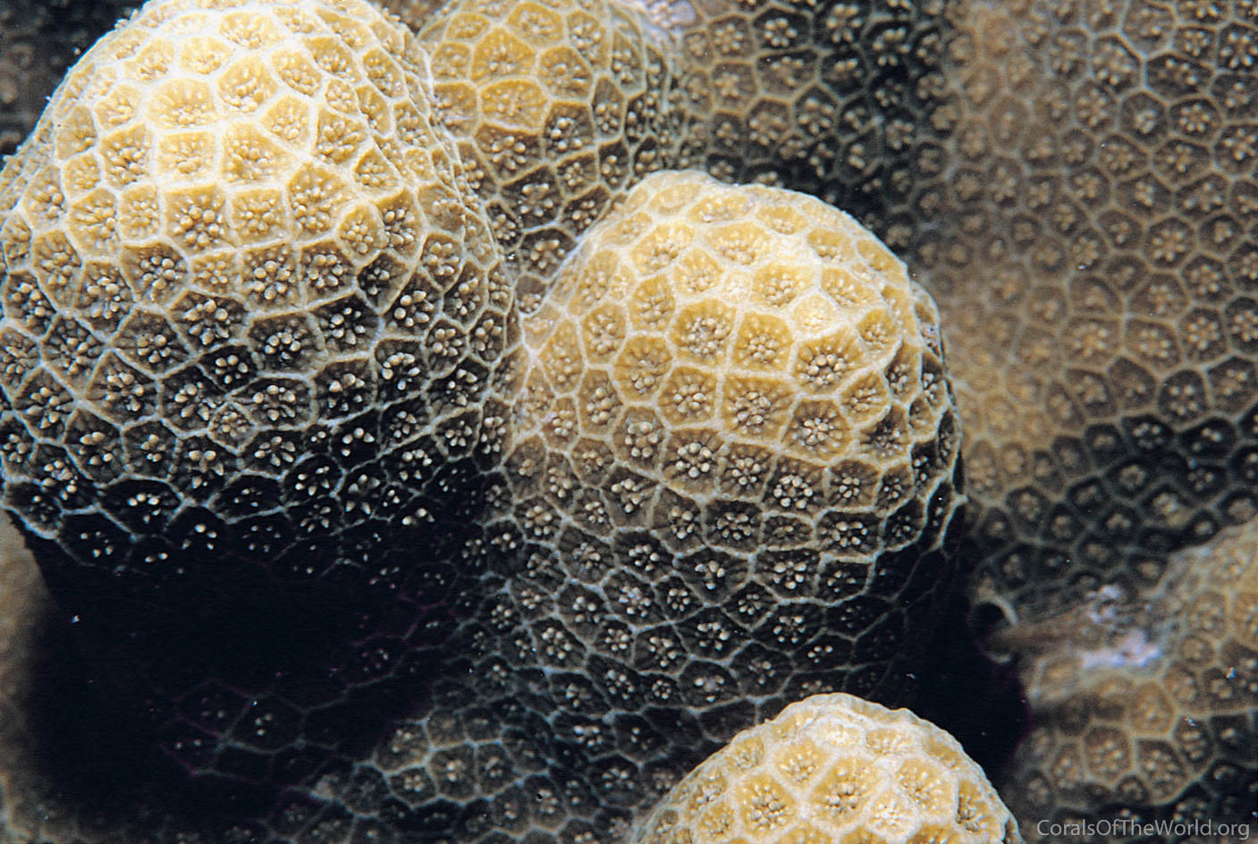 Porites cocosensis