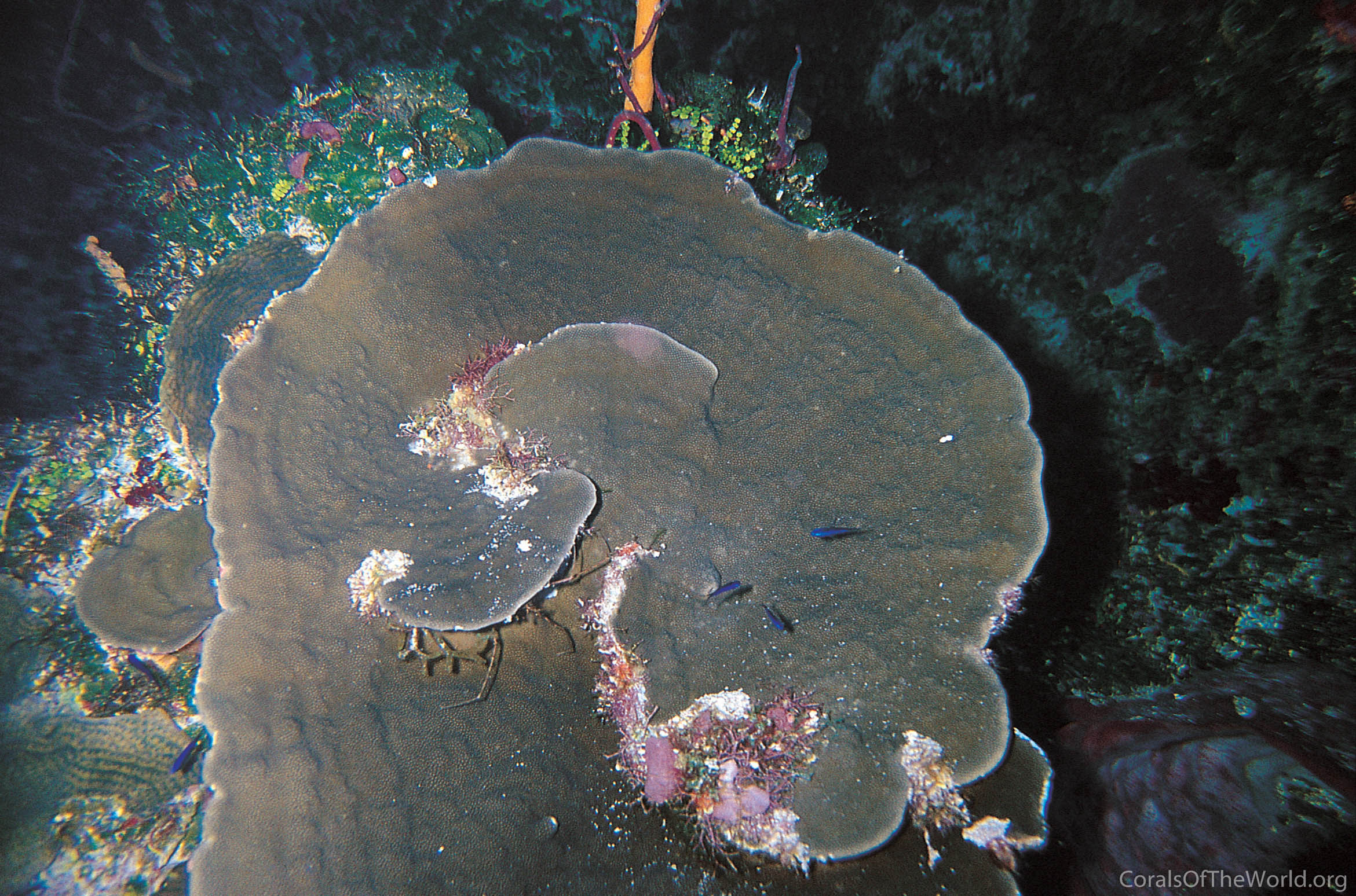 Porites colonensis