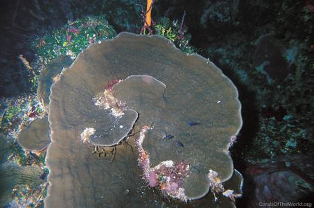 CotW: Porites colonensis