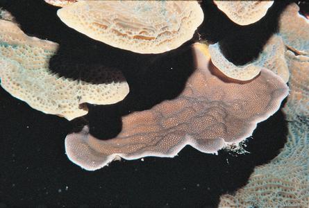 CotW: Porites colonensis