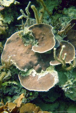 CotW: Porites colonensis