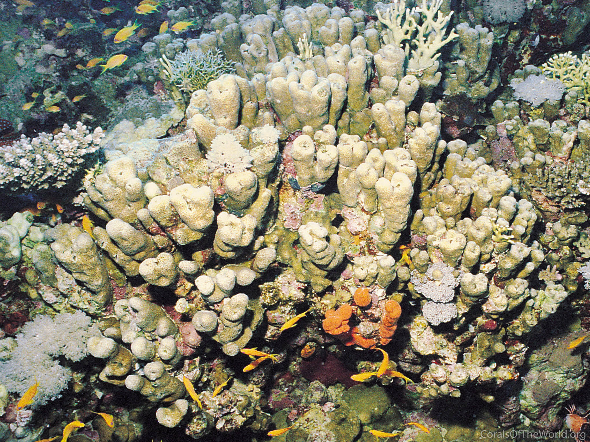 Porites columnaris