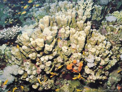 CotW preview: Porites columnaris